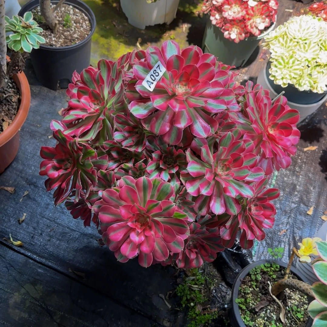 087大颗多肉法师锦