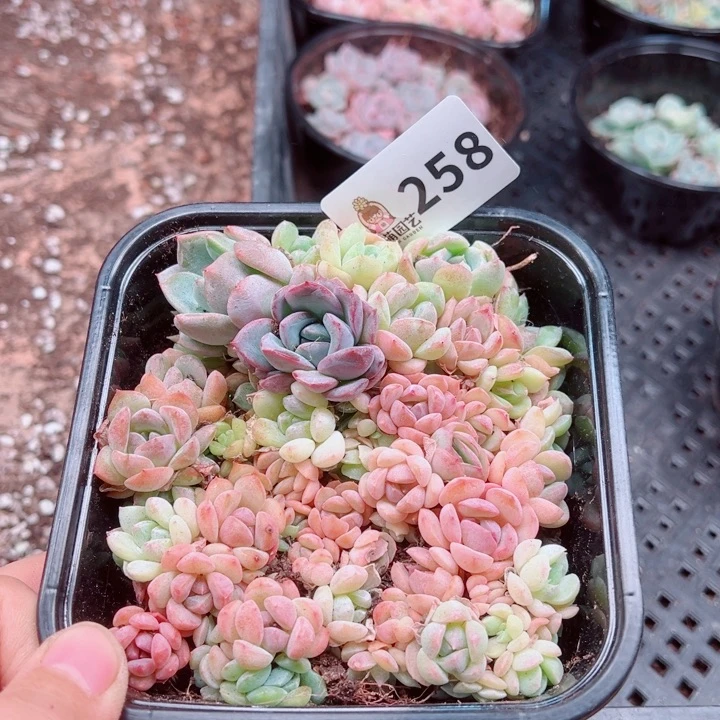 多肉植物多肉植物