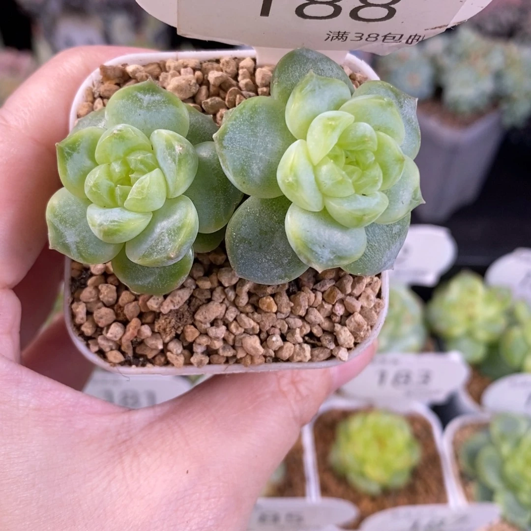 青玄双头一颗188号
