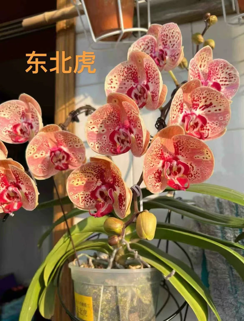 东北虎｜3.0寸蝴蝶兰花苗