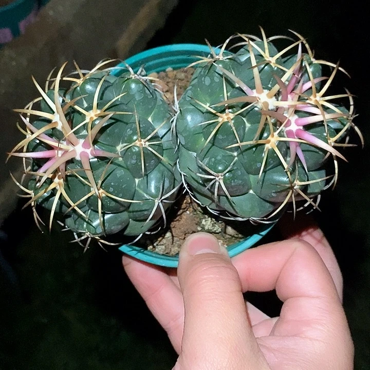 孤品实生顶级淡粉粗刺大尤安仔象芽双头13.5cm