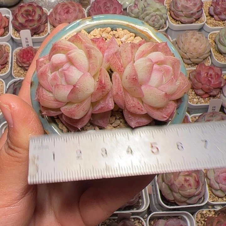 D****?684 多肉植物组合盆栽