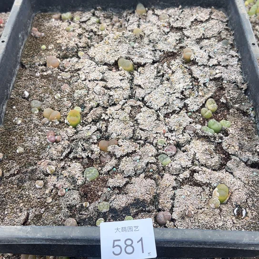 一物一拍脱土发默认有疤。581