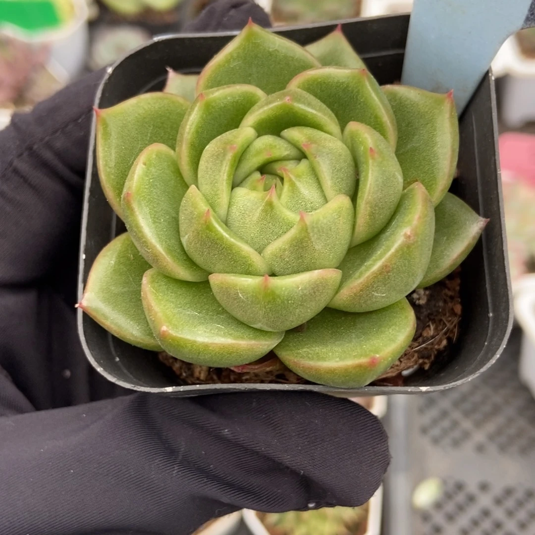 1827白玫瑰多肉植物