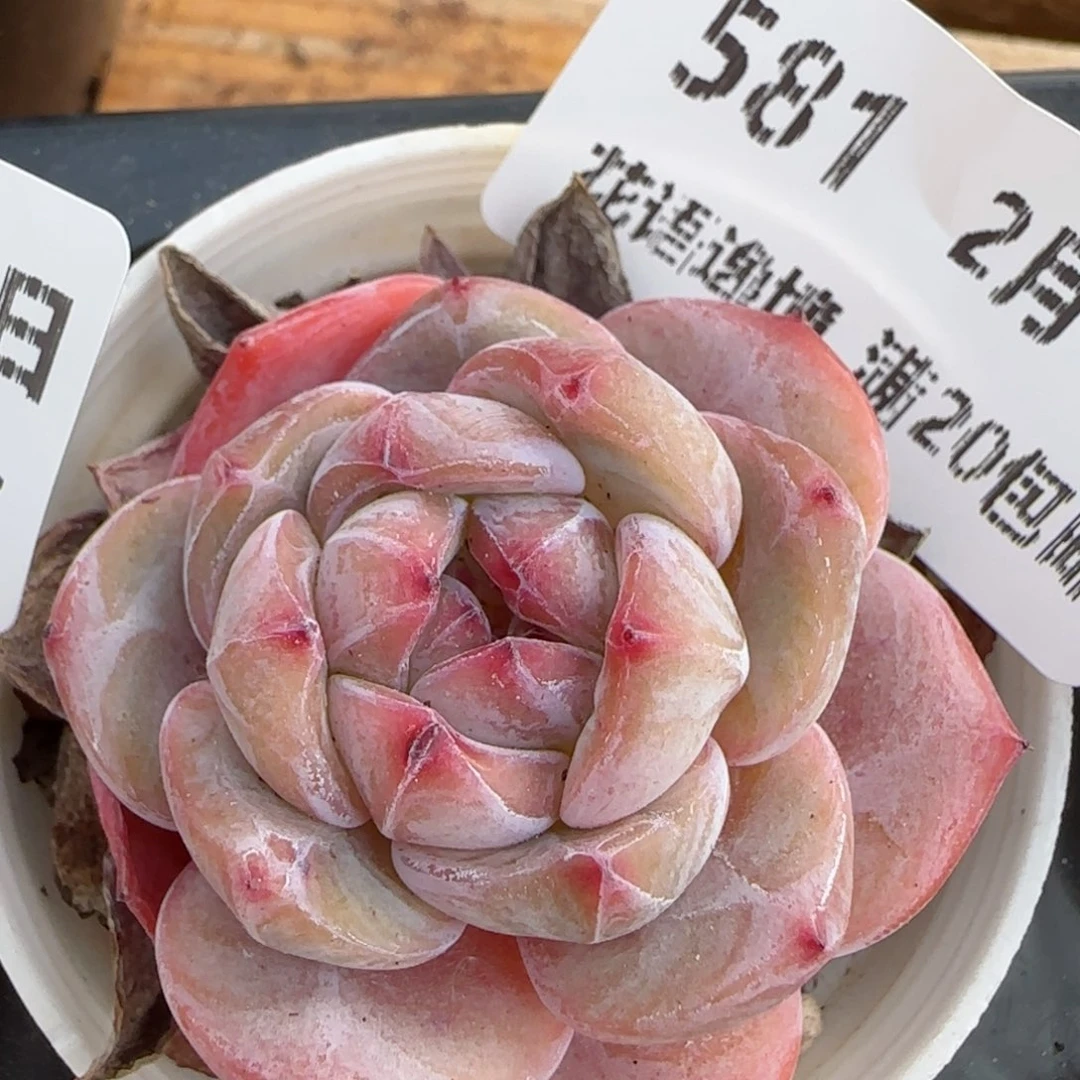 花语逸镜0213-581