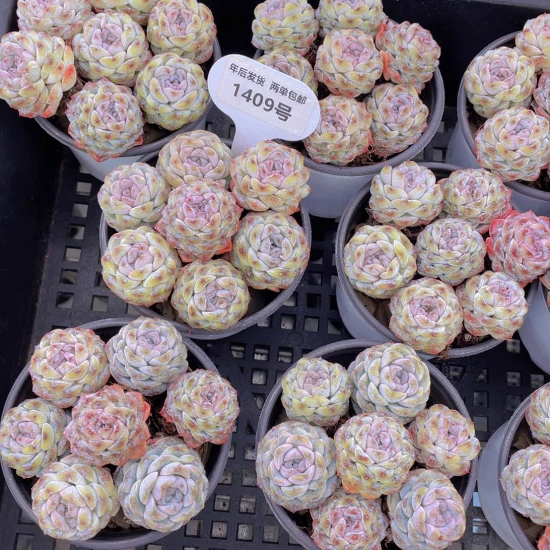 1409号卡布奇诺组合七个