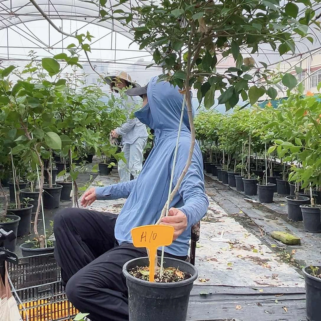 王***二完全开放H10伊莎贝拉