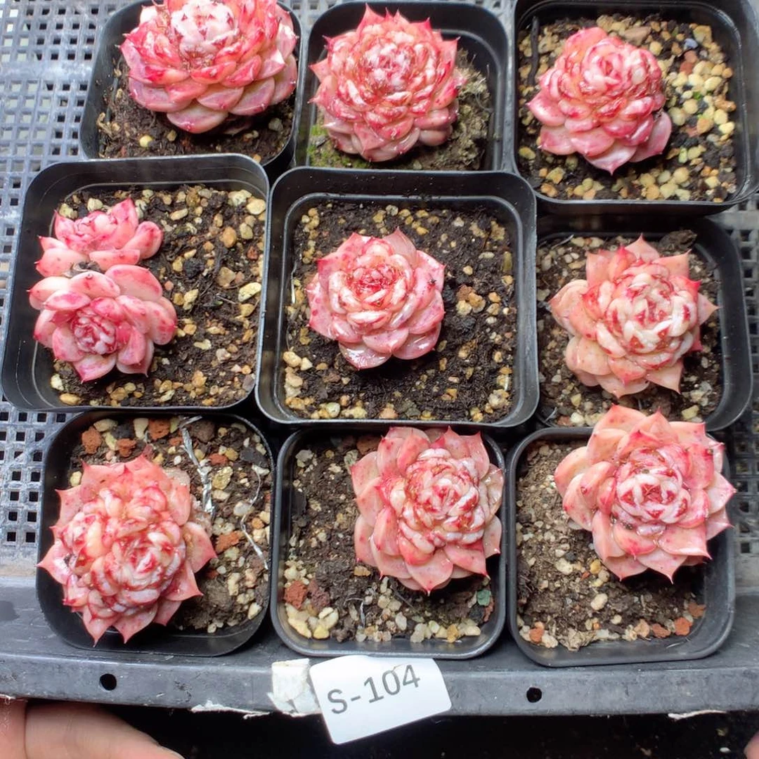 无花朵天鹅绒9颗 全红。12.8yyyyy