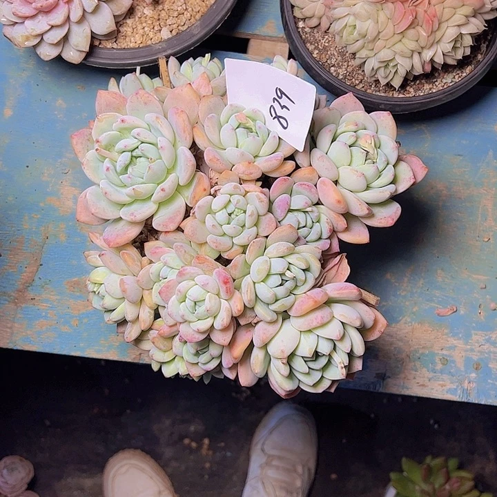 b****～839//////////////////