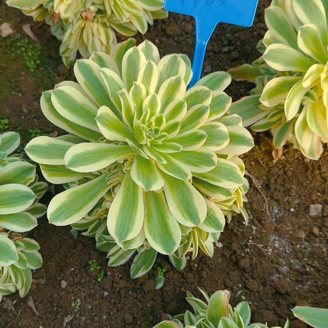 乐*1185迈巴赫多少哦哦哦