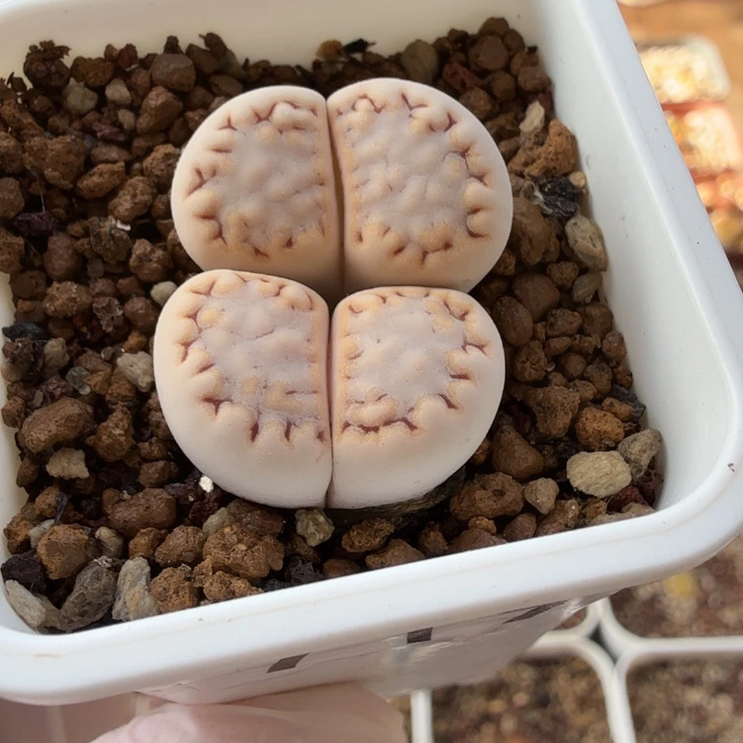 719双头饼干包邮啦