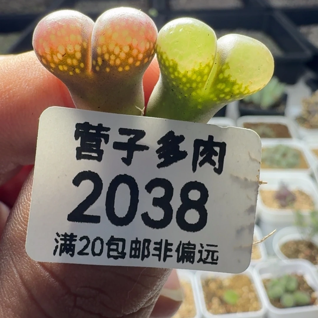 红宝石。