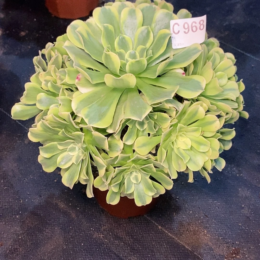 绿豆沙968炖肉111111