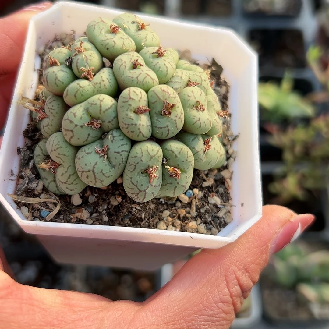 多肉植物安贞群生