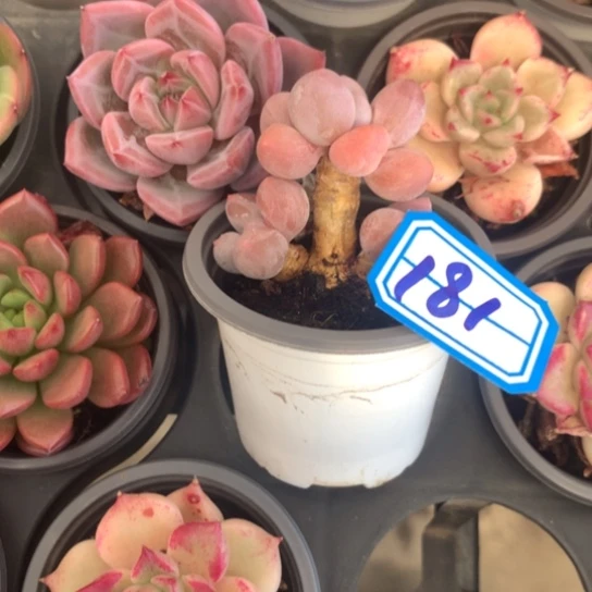 媛***~一物一拍奶酪多肉181