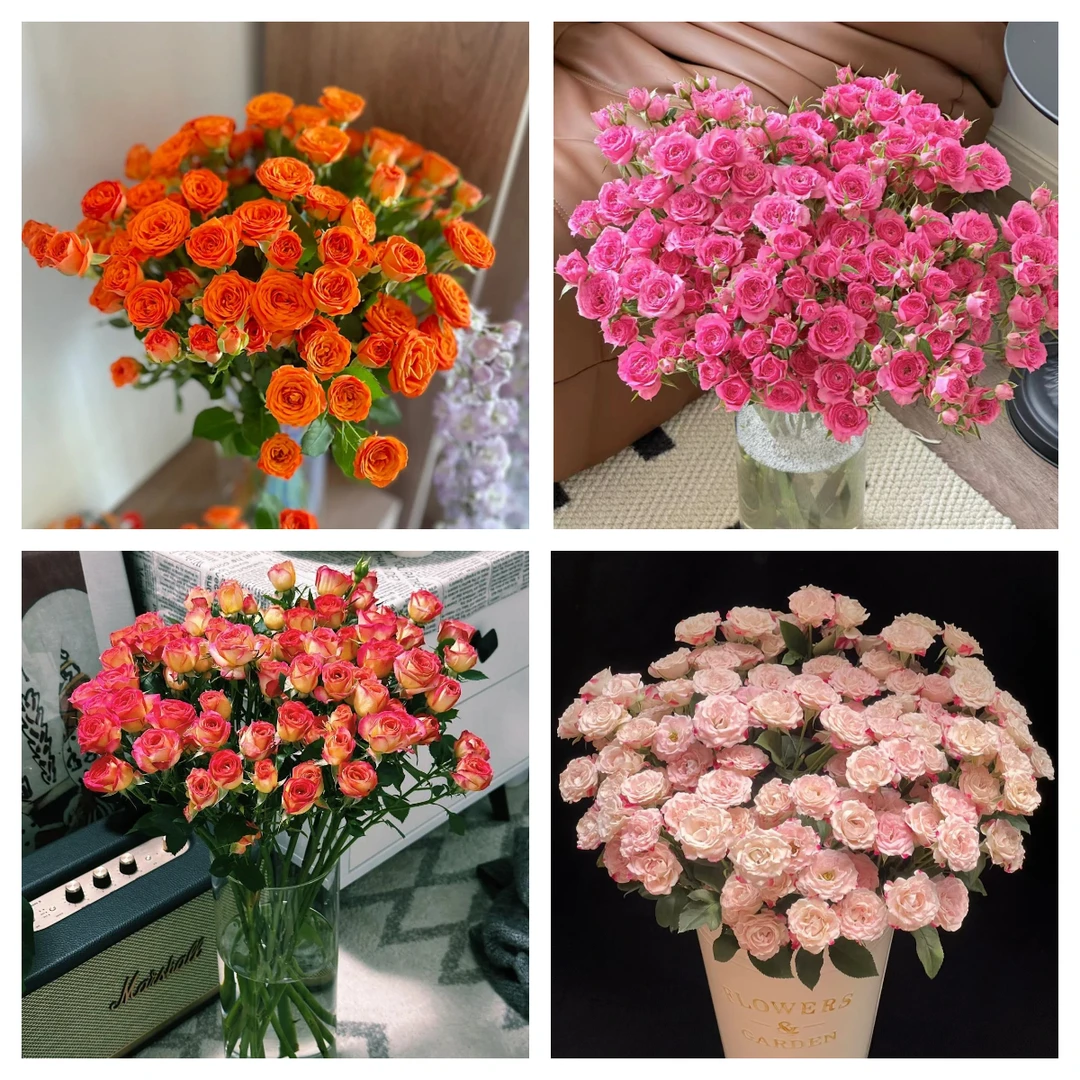 泡泡狂欢组合【橙色芭比+折射多头+苏菲宝贝+爱丽丝】运损20%不售后