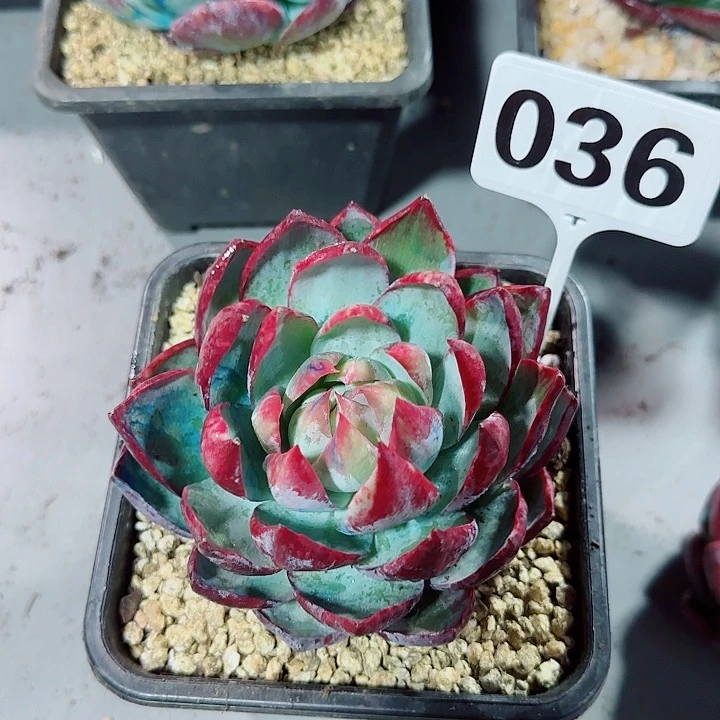 ✨***惊鸿仙子多肉植物