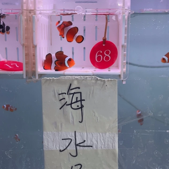 海水鱼精品黑边4-5