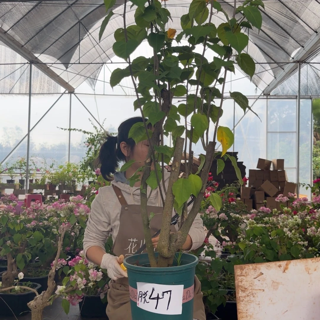 大部分花苞少量开放柠檬黄 47 脱