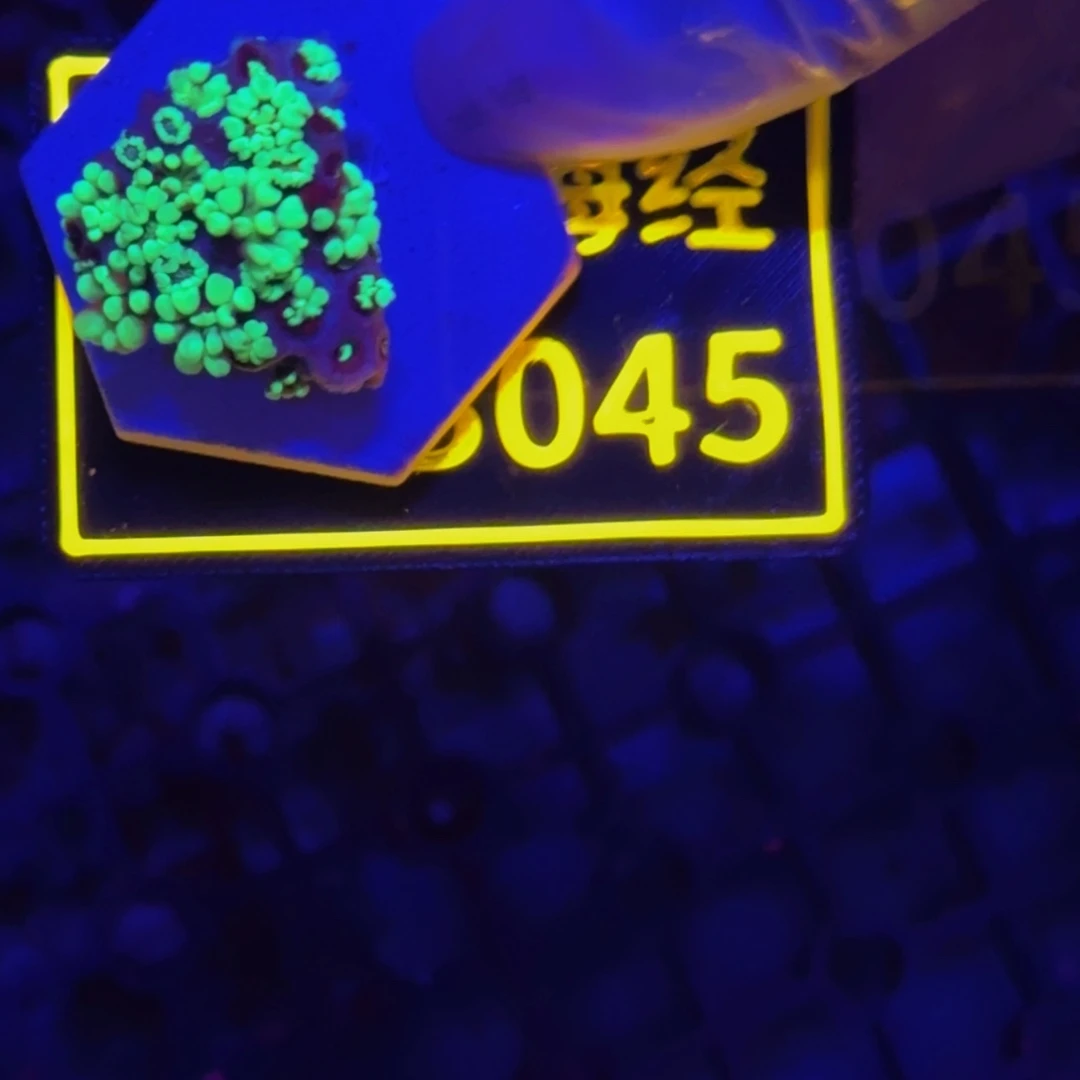 纽扣珊瑚富****器晓晓不包邮茉莉切件B045