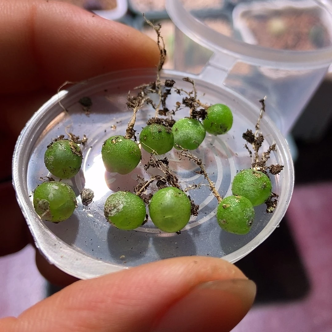 拉登10颗苗子尺寸0.7左右包邮