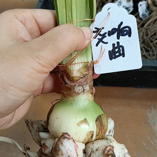 当前无花栽培后可以开花交响曲坨