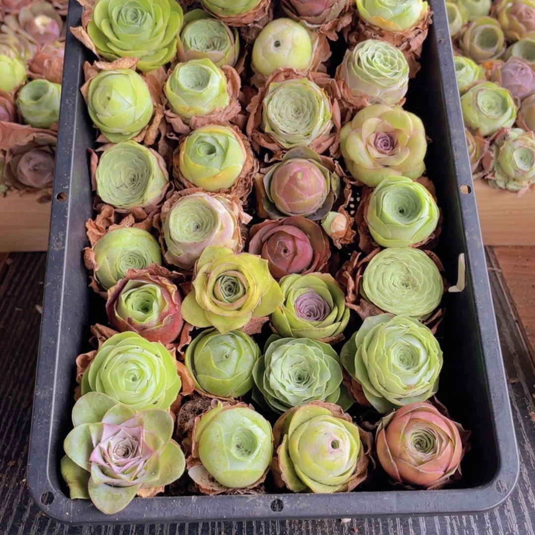 保底三十颗量拍88888