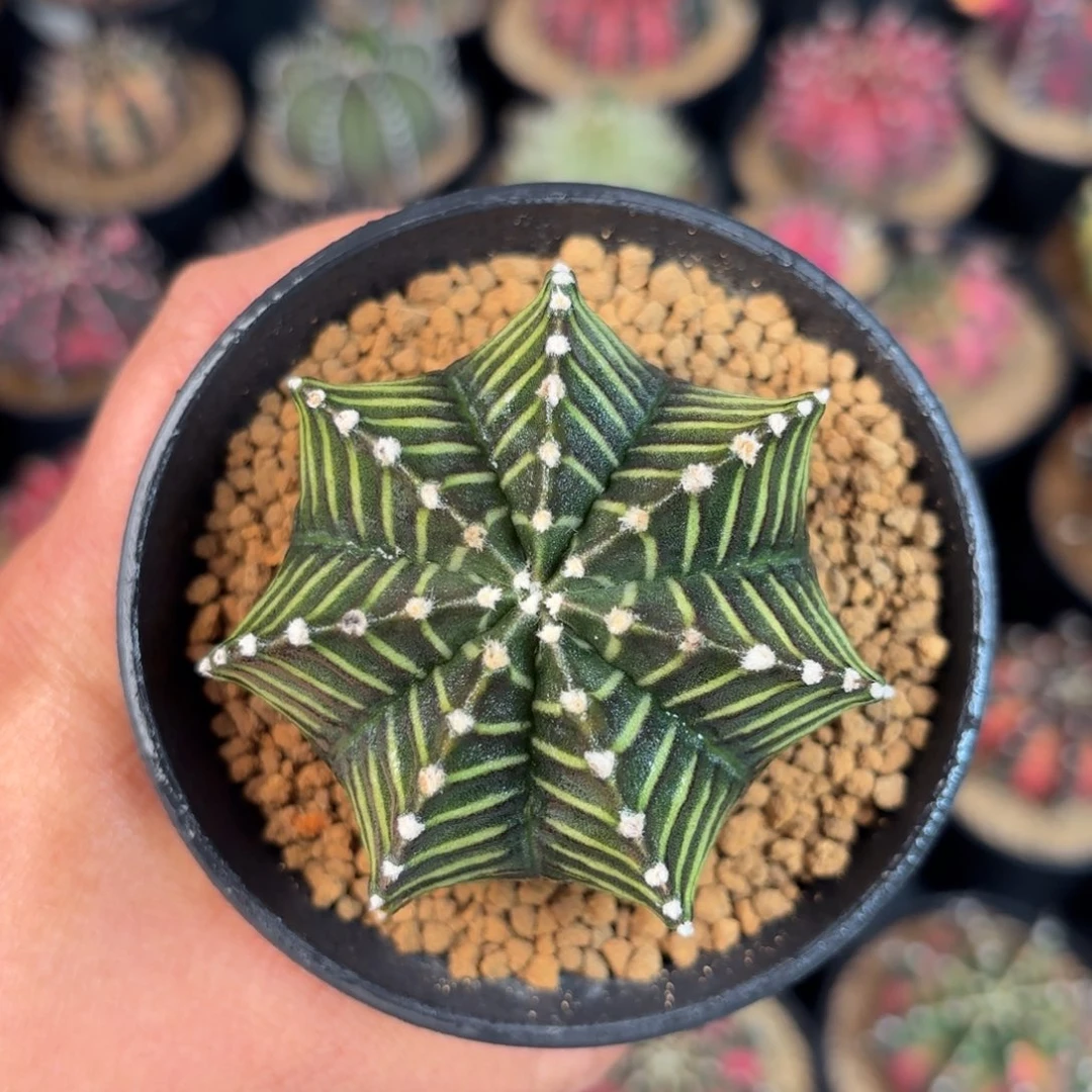 泰系米哈实生仙人球2号