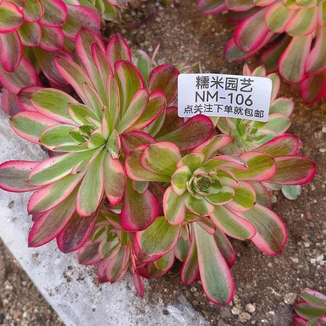 荔枝多头多肉植物107