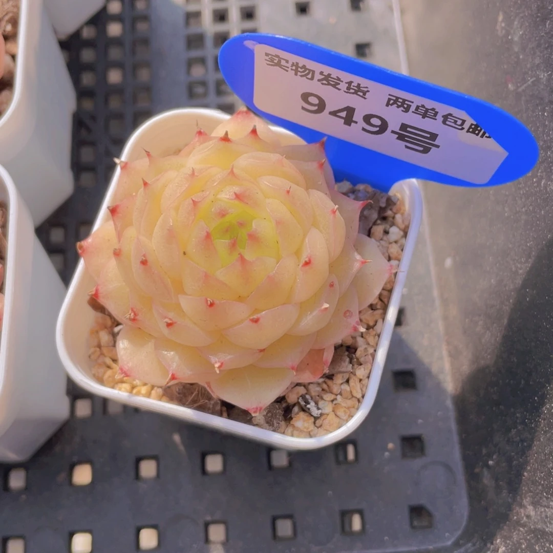 949号睫毛珍妮冰心麦秆