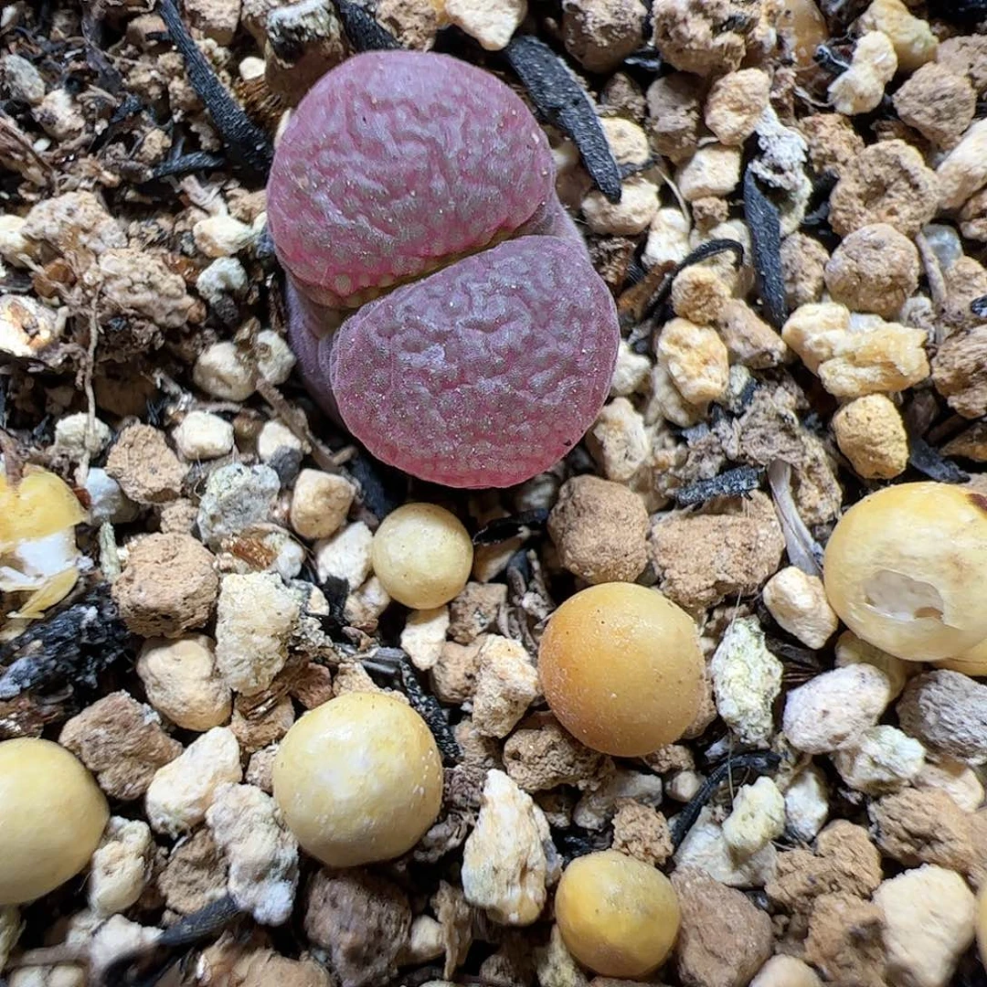 【闪购商品】209 大紫红