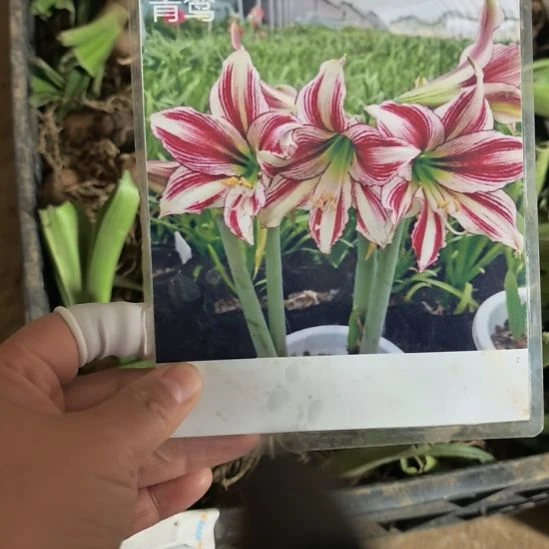 当前无花栽培后可以开花青鸾4厘米裸根球