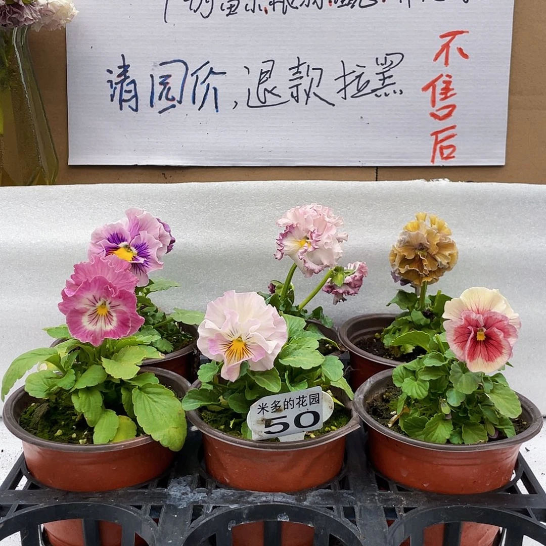 大部分花苞少量开放50