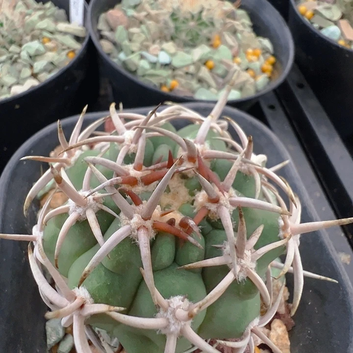 实生碧岩玉。