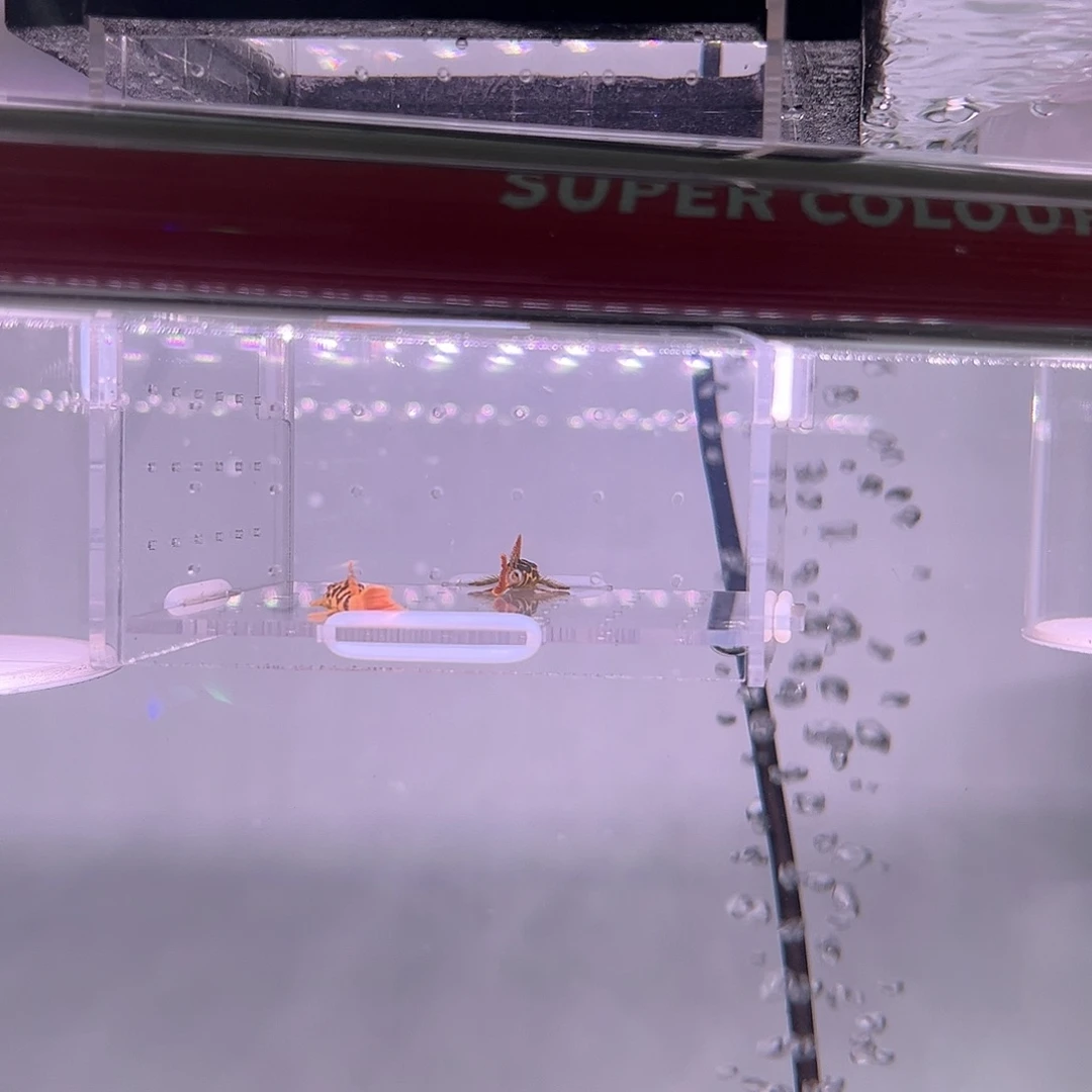 游***龙帝王血钻3厘米2条