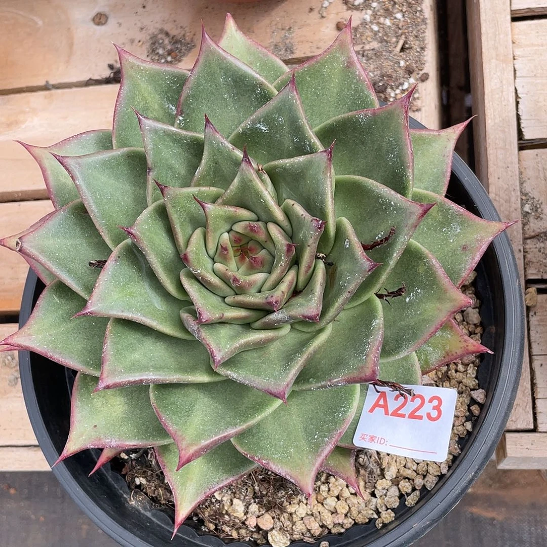 若如东云单拍A223