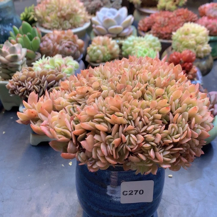 一物一拍含盆土满38包邮C270