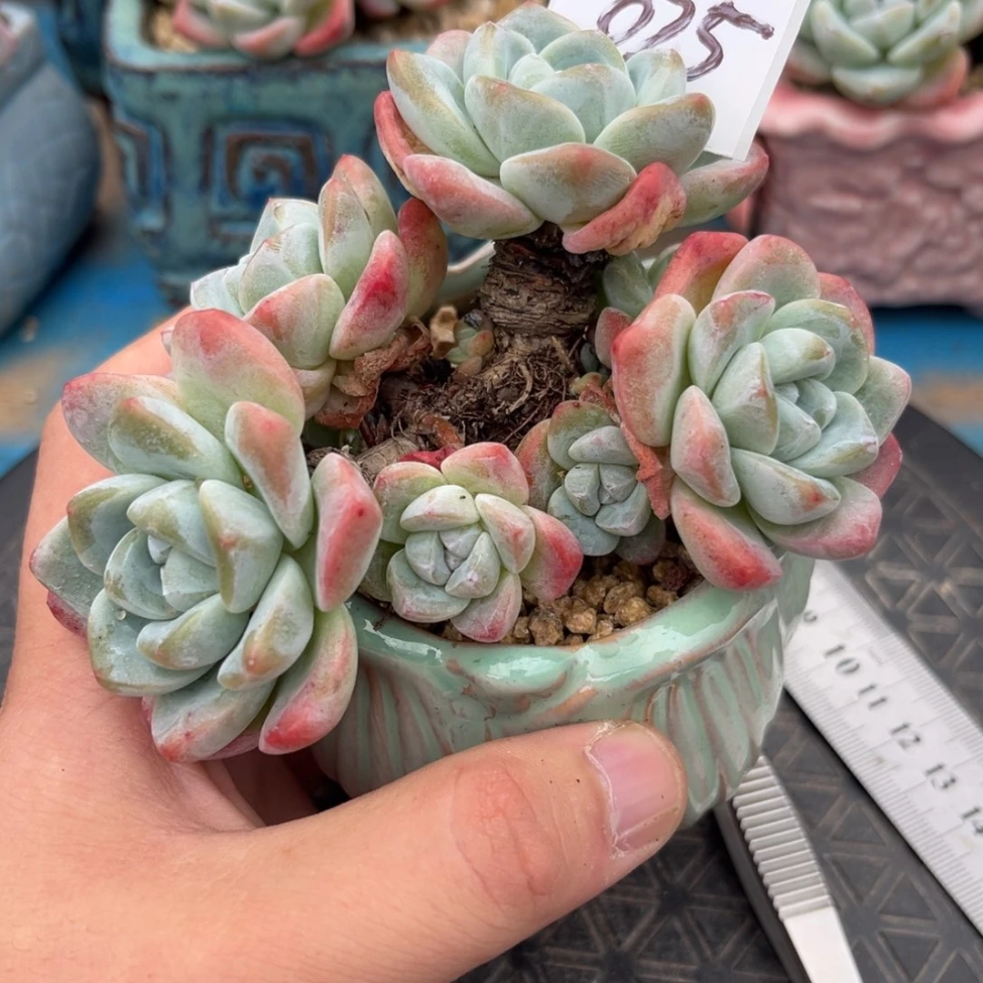 025冰玉造型老桩7头11厘米