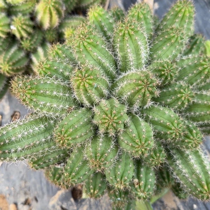 白檀仙人掌456群生118