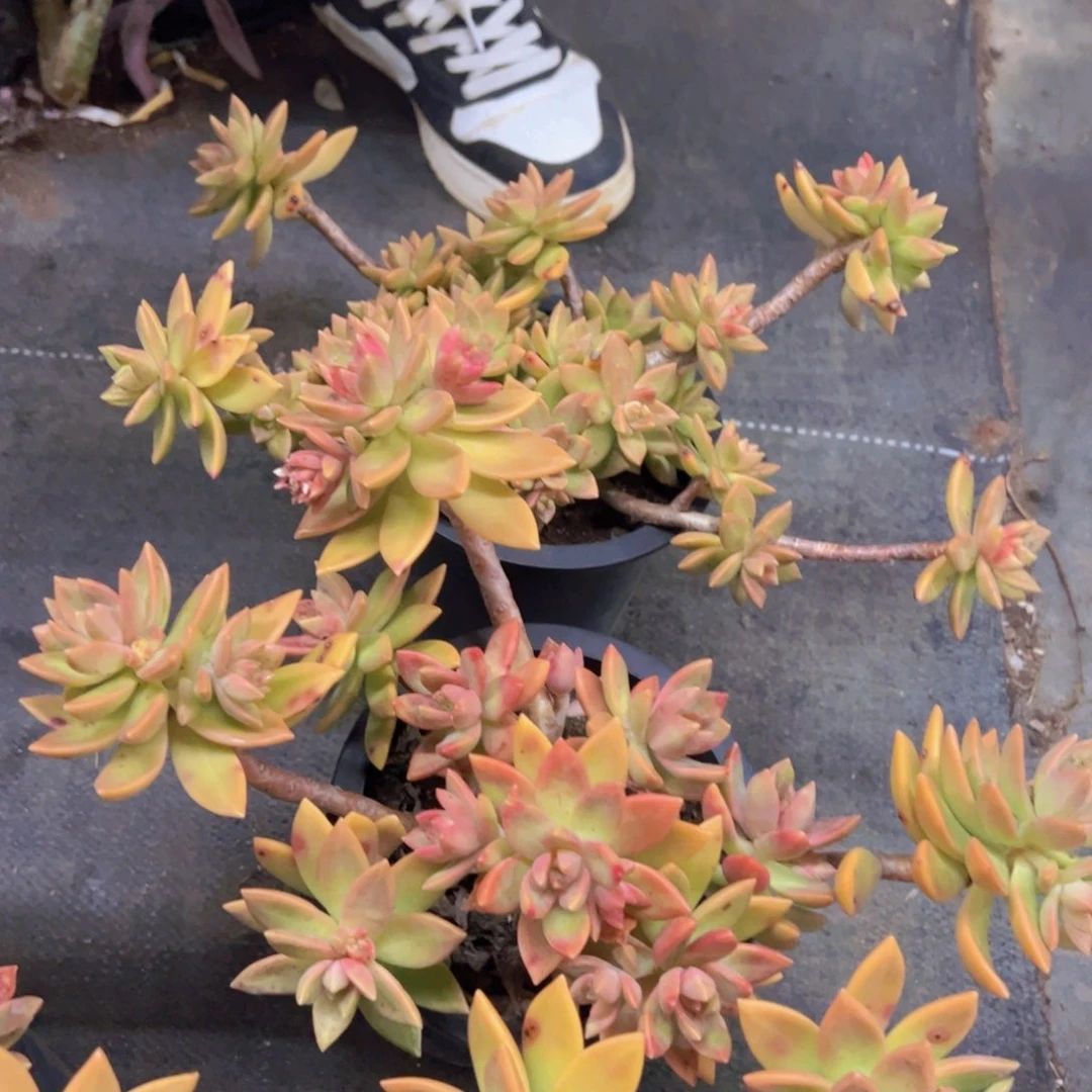 黄金布丁大盆整装两盆