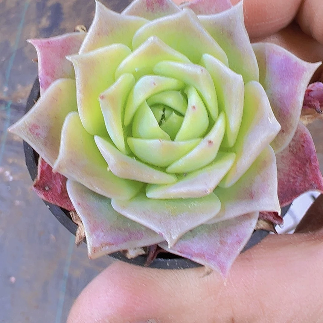 翡翠塔19包邮多肉