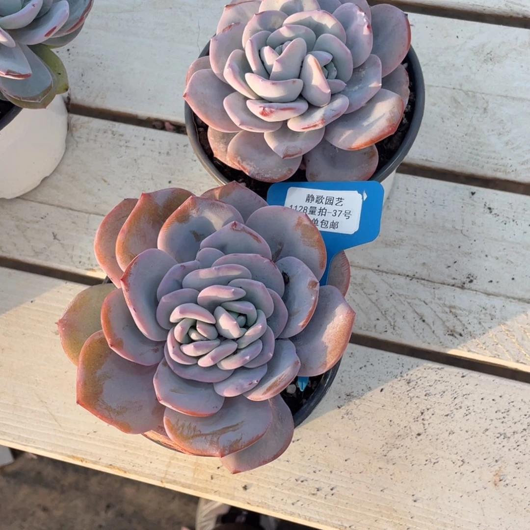 1128-37-分心韩版奶茶一刻