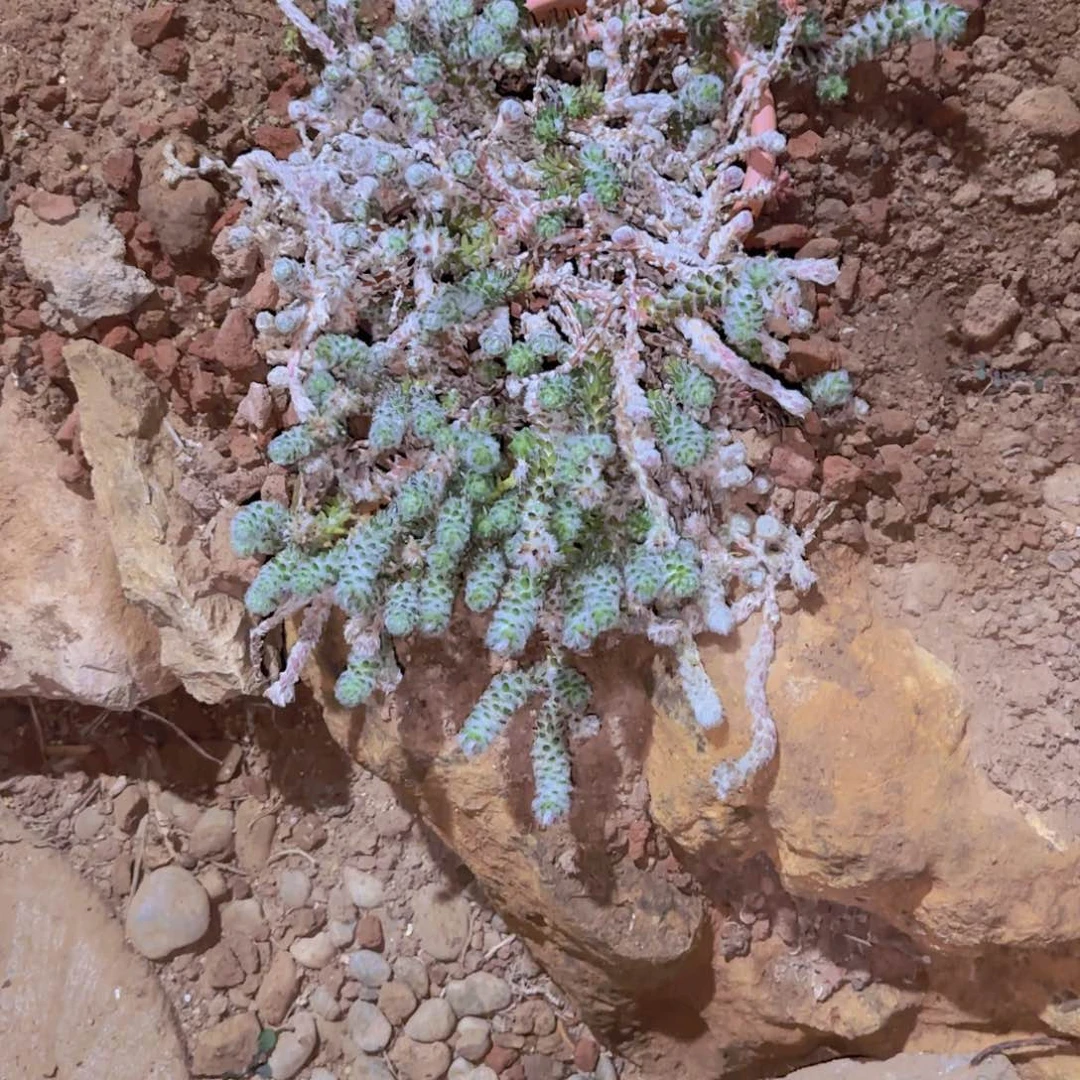 I***a块根植物块根植物