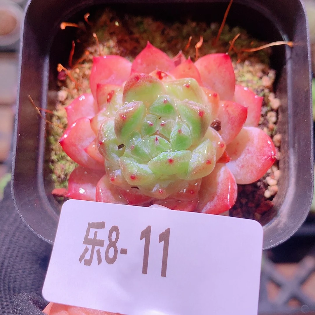 乐然8-11 秋池单头