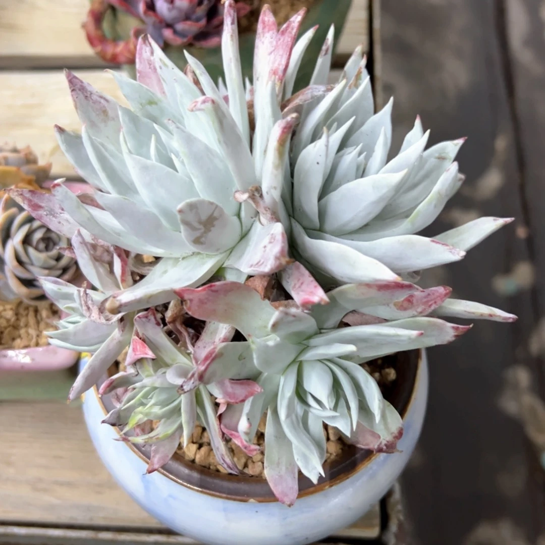 ?****?仙女杂38 零零多肉植物