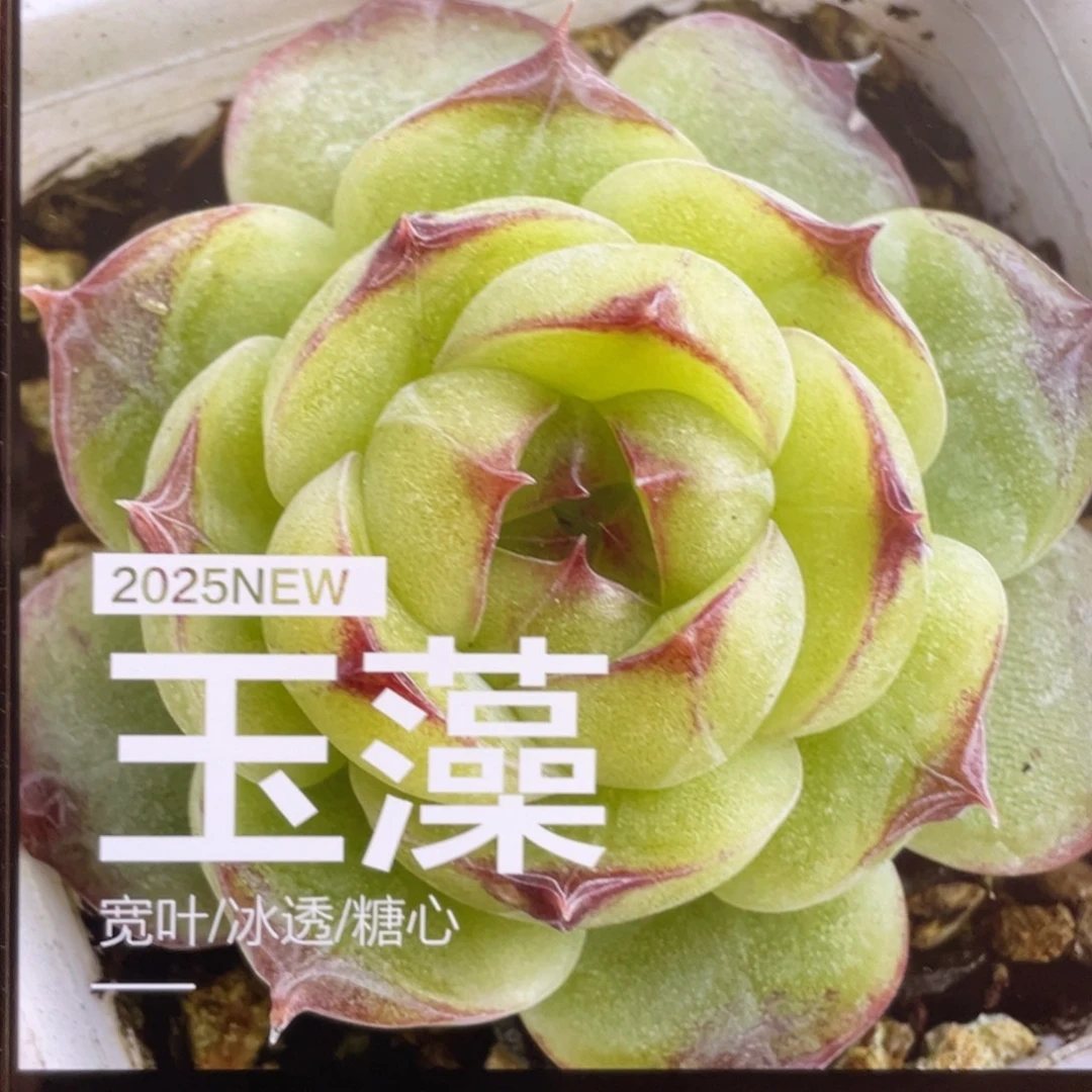 玉藻20粒，原价28.8，自播款