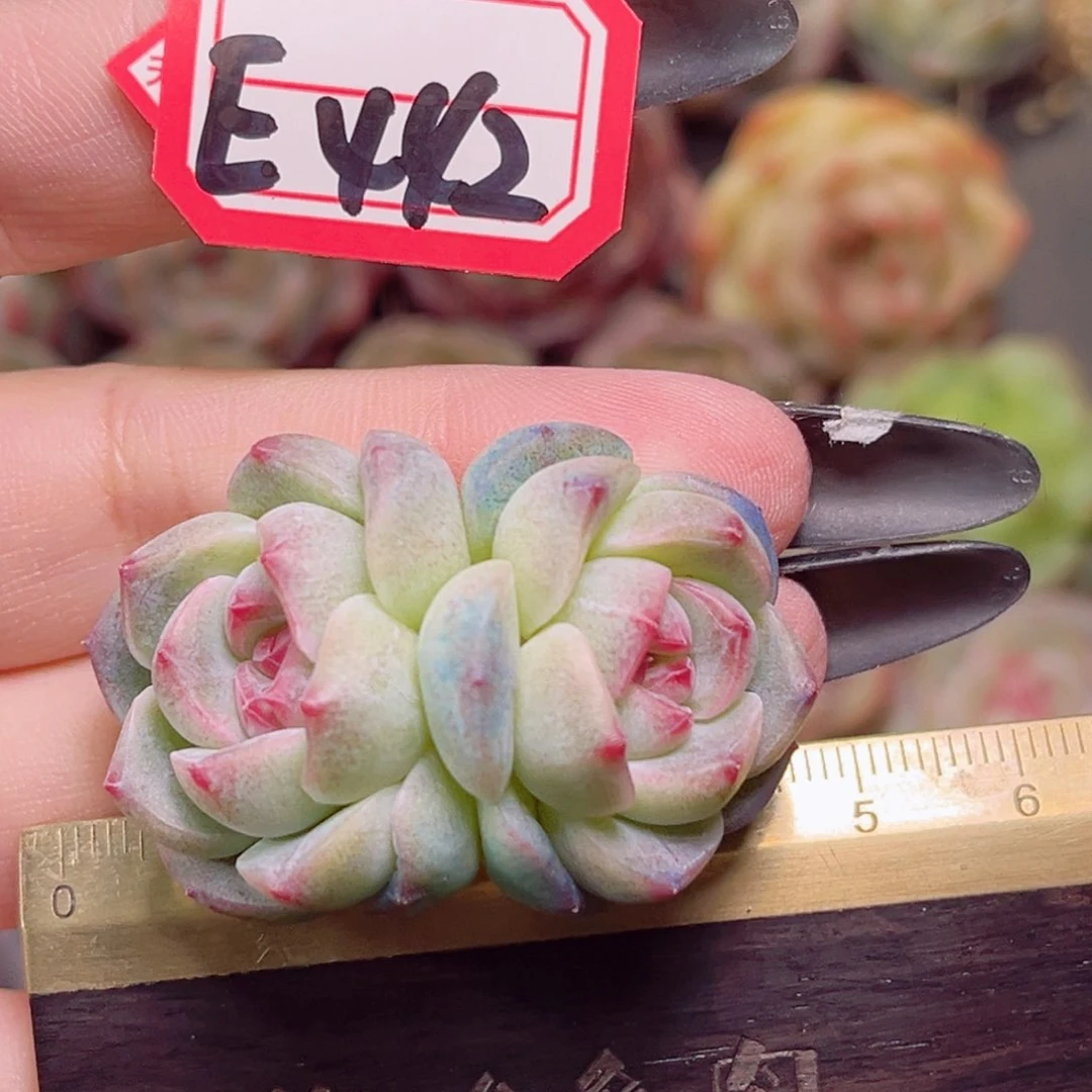 E442一物一拍 云绒珍妮