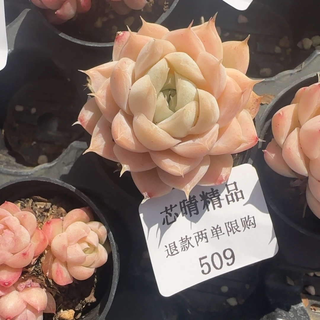 闪购精品多肉509号