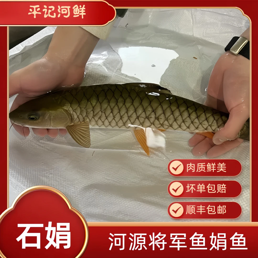 河源新鲜石娟鱼将军鱼军鱼河源淡水水库鱼东江河鱼万绿湖顺丰包邮