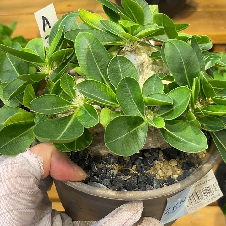 汤圆植物惠比须笑A32